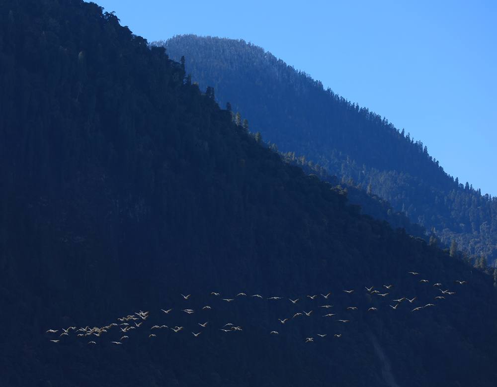 黑頸鶴在天空中自由翱翔。益西旦增攝