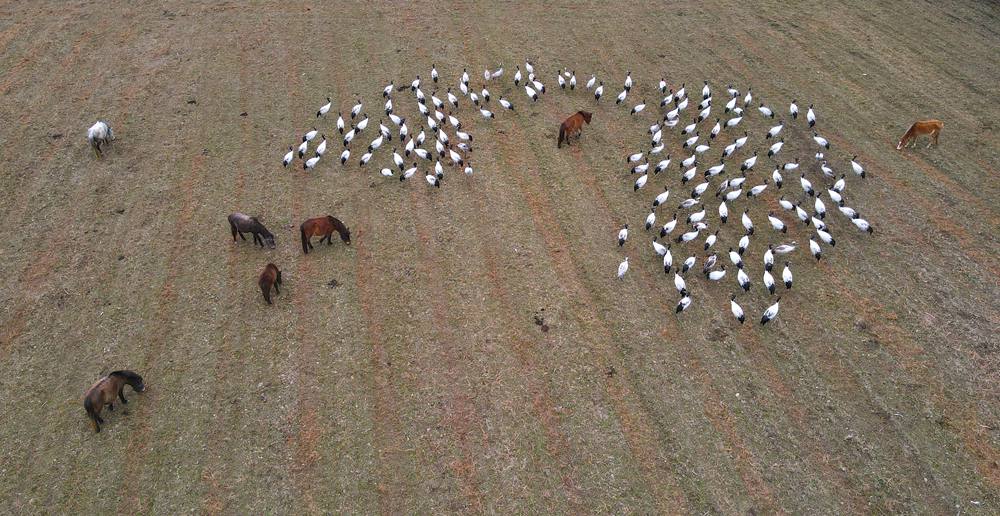 覓食中的黑頸鶴。益西旦增攝