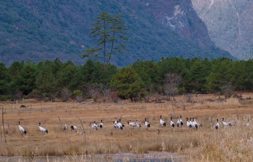 覓食中的黑頸鶴。扎頓攝