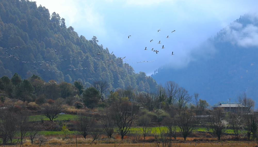 成群的黑頸鶴為冬日高原增添生機(jī)。益西旦增攝