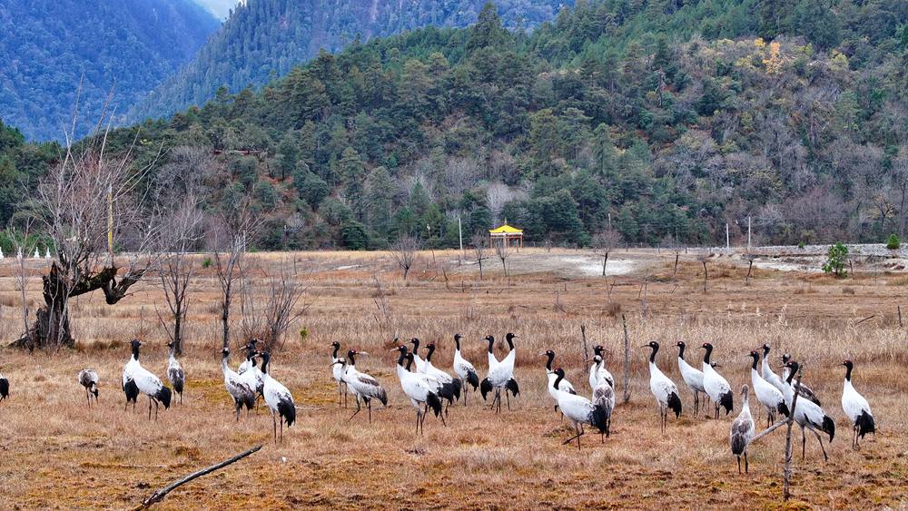 在濕地上閑庭信步的黑頸鶴。張寧攝