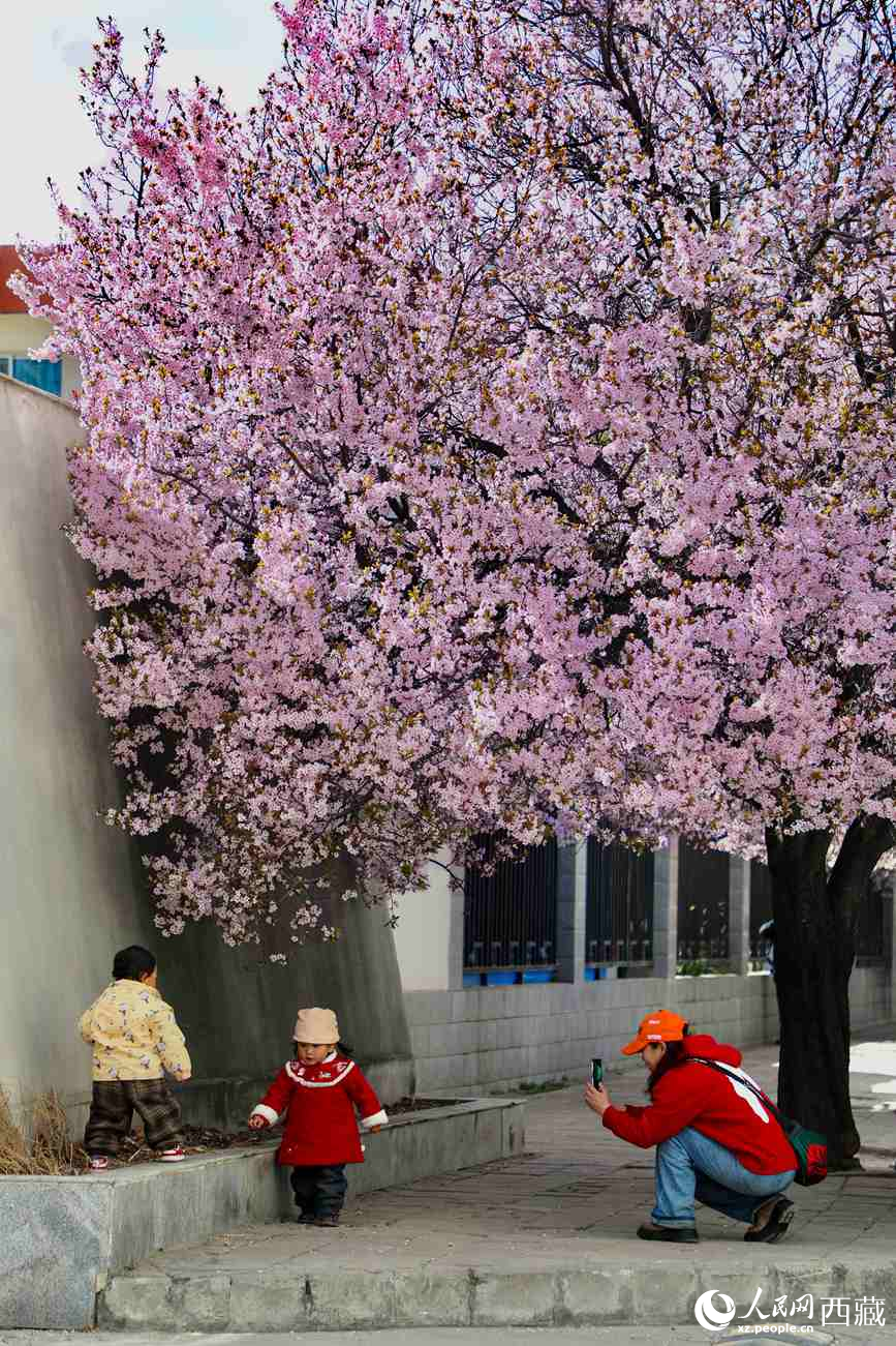 桃林下，拉薩市民游客樂享春光。人民網(wǎng)記者 次仁羅布攝