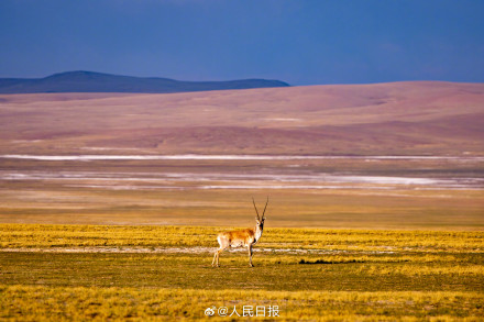 可愛壁紙上新！藏羚羊就是高原上的精靈吧
