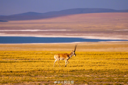 可愛壁紙上新！藏羚羊就是高原上的精靈吧