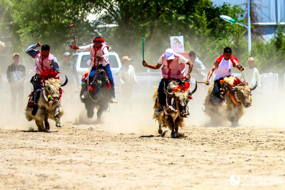 拉薩首屆農(nóng)牧民運(yùn)動(dòng)會(huì)上的賽牦牛比賽。