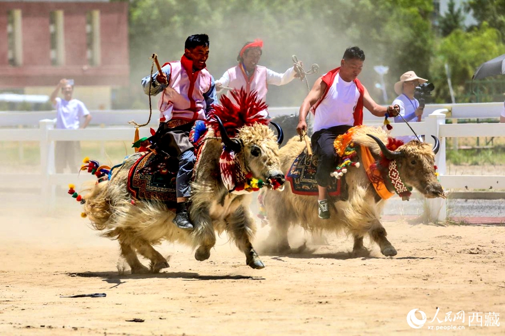 拉薩首屆農(nóng)牧民運(yùn)動(dòng)會(huì)上的賽牦牛比賽。