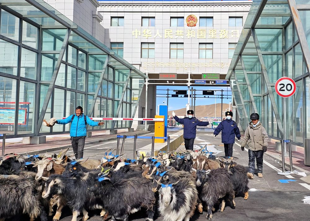 海關(guān)關(guān)員監(jiān)管驗(yàn)放出口活羊。次旺久美攝