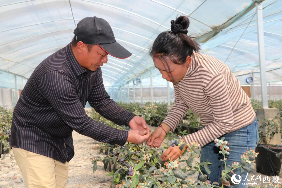 技術(shù)員劉家平和措姆在溫室大棚檢查藍(lán)莓的長勢。次仁龍布攝