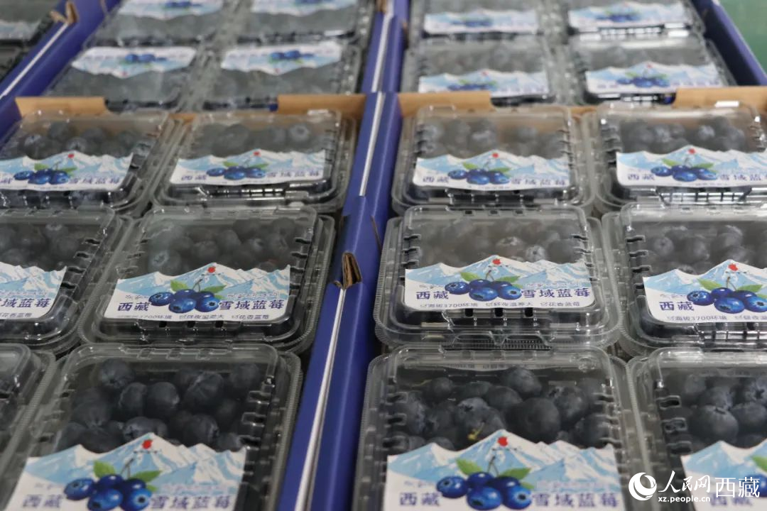 包裝好的藍(lán)莓。次仁龍布攝