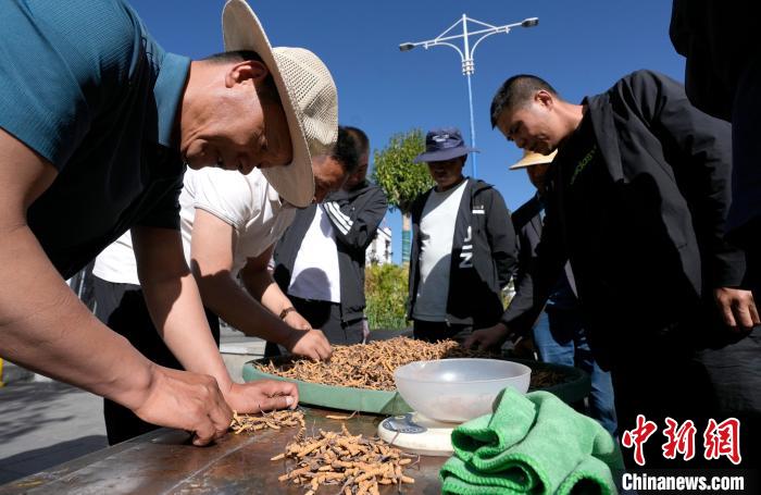 西藏拉薩：冬蟲(chóng)夏草市場(chǎng)交易火爆
