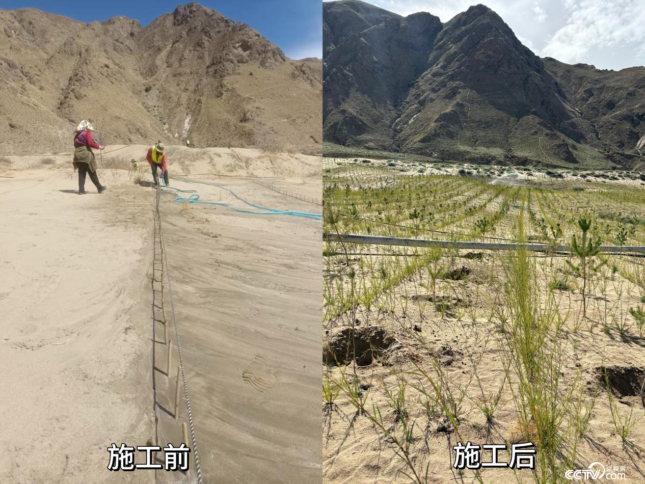 拉薩南北山綠化工程貢嘎段11號片區(qū)生態(tài)修復工程實施前后對比圖
