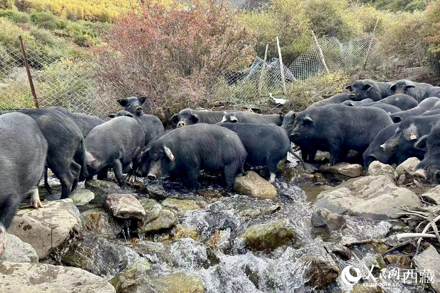 高山放養(yǎng)的藏香豬。人民網(wǎng)記者 次仁羅布攝