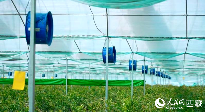 藍莓種植的智能溫室場景。羅雨欣攝