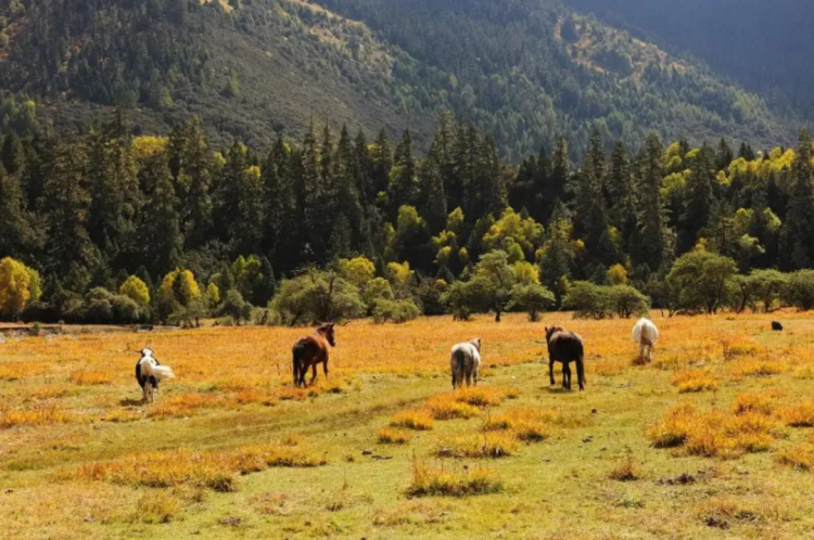 懂西藏的人，一定不會錯過林芝的秋天