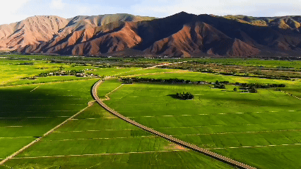 青稞“蛻變”，牦?！俺鋈Α?！看西藏農(nóng)牧民的“十四五”豐收答卷