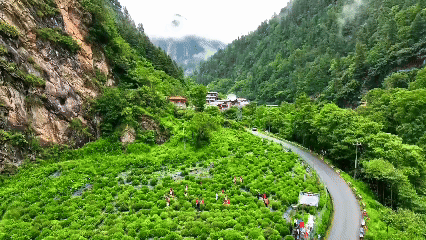 青稞“蛻變”，牦牛“出圈”！看西藏農(nóng)牧民的“十四五”豐收答卷