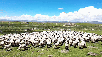 青稞“蛻變”，牦?！俺鋈Α?！看西藏農(nóng)牧民的“十四五”豐收答卷