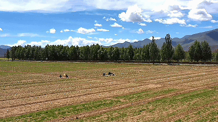 青稞“蛻變”，牦?！俺鋈Α?！看西藏農(nóng)牧民的“十四五”豐收答卷