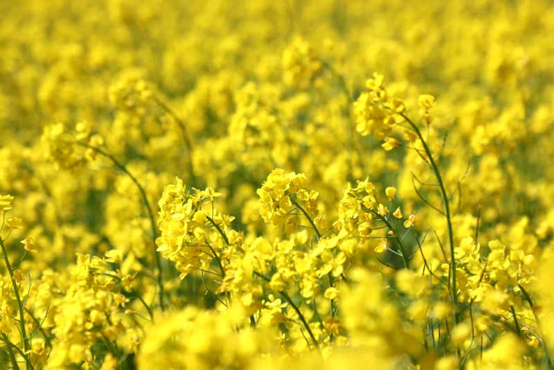 油菜花盛開。洛克攝