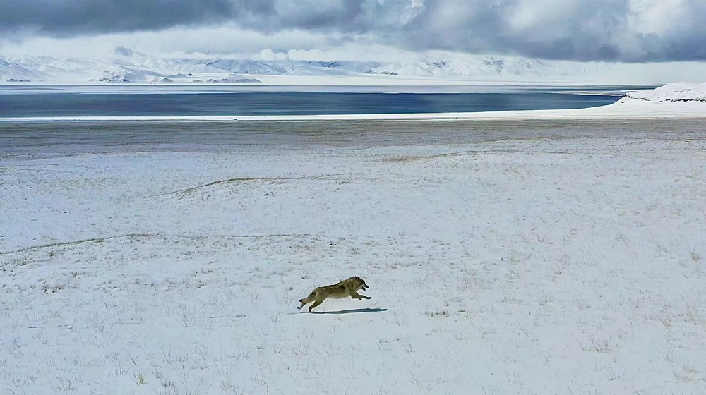 雪地里疾馳的阿里“狼”。