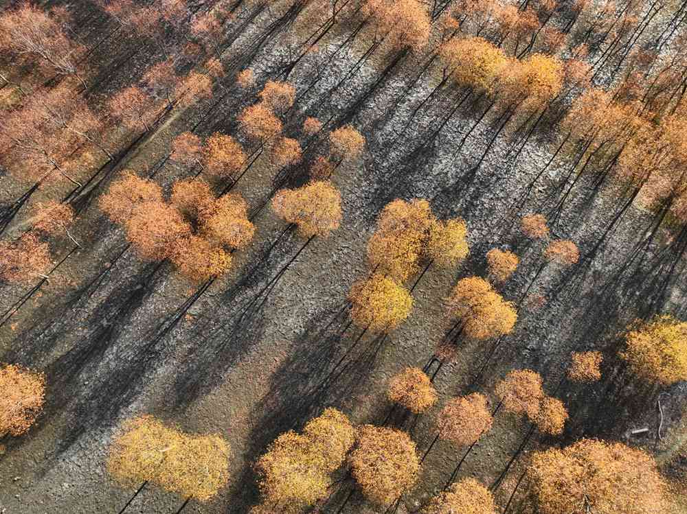 入冬時節(jié)，雅魯藏布江畔的樹林一片金黃。