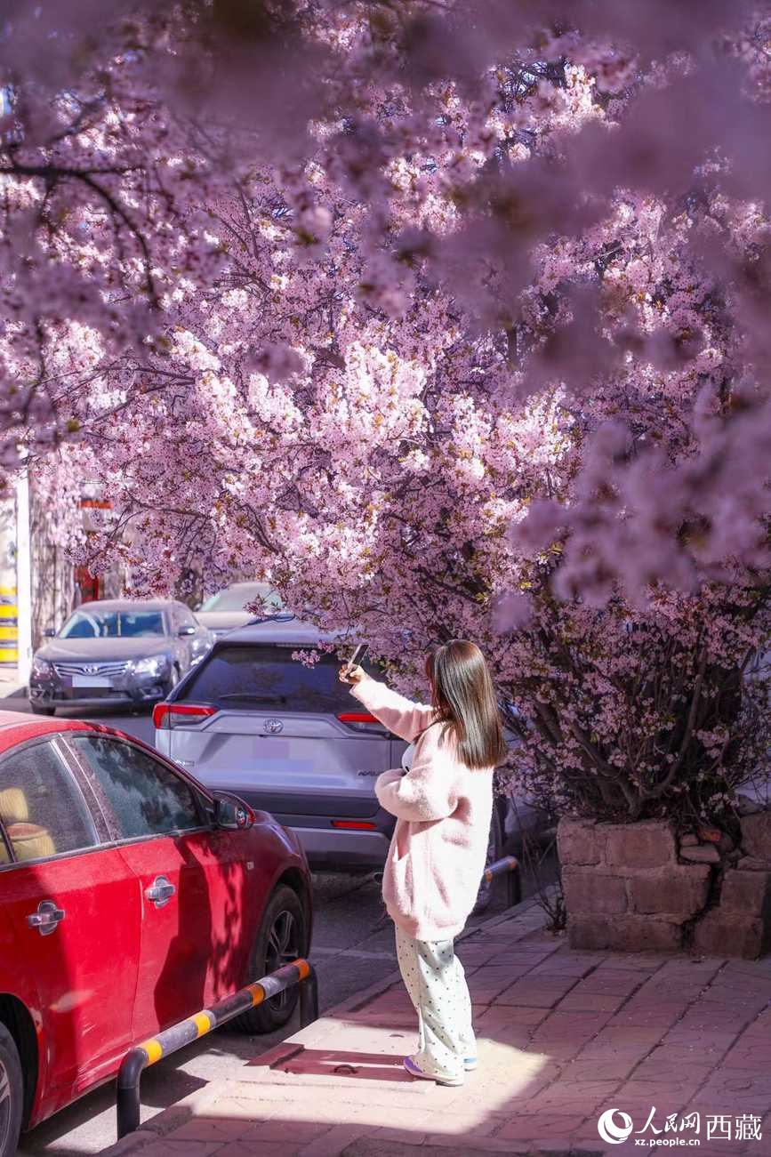 桃林下，拉薩市民游客樂(lè)享春光。人民網(wǎng)記者 次仁羅布攝