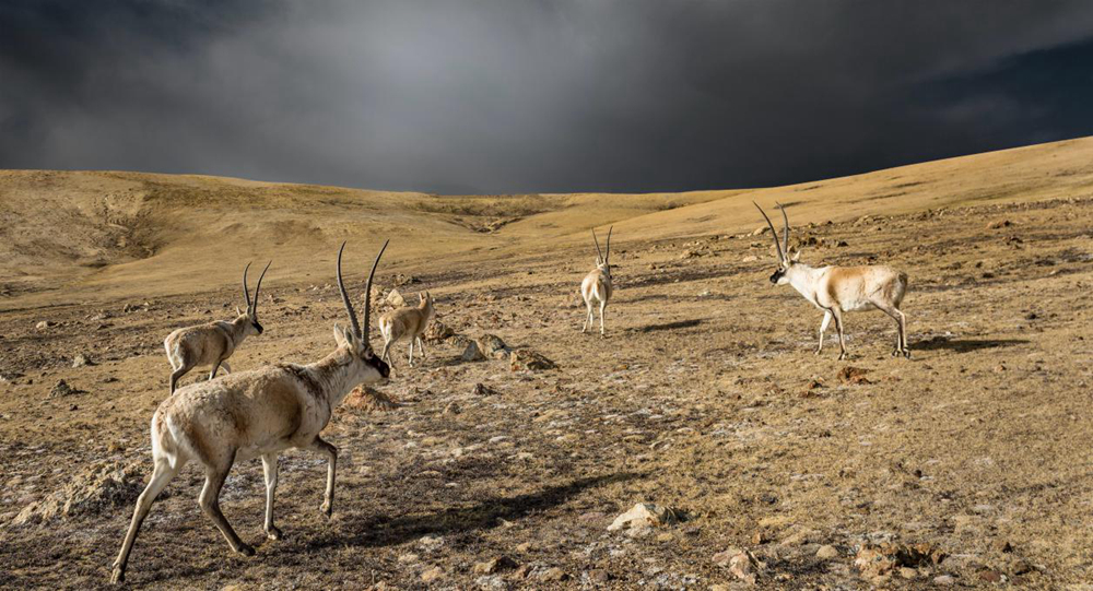 “高原精靈”藏羚羊。尼瑪多吉攝