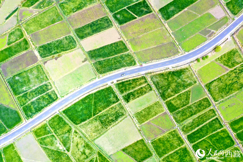 無人機視角下的西藏山南市瓊結(jié)農(nóng)田。人民網(wǎng)記者 次仁羅布攝