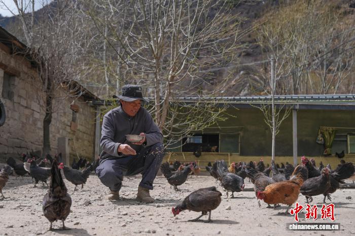 西藏亞東藏雞養(yǎng)殖合作社整合發(fā)展帶動(dòng)村民增收