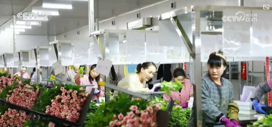 云南姚安：七夕“浪漫經(jīng)濟(jì)”升溫 日均百萬枝玫瑰供應(yīng)市場