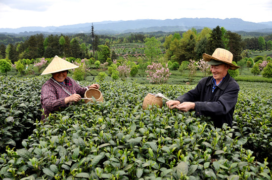貴州省湄潭縣大力發(fā)展茶葉產業(yè)，60萬畝生態(tài)茶園實現了“綠水青山變成金山銀山”，生態(tài)與經濟協(xié)調發(fā)展。圖為湄潭縣湄江街道金花村茶農采茶 瞿欣含攝 _副本.jpg