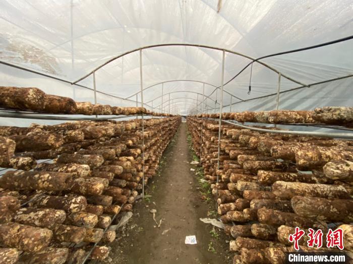 圖為基地里的食用菌菌棒。　劉鵬 攝