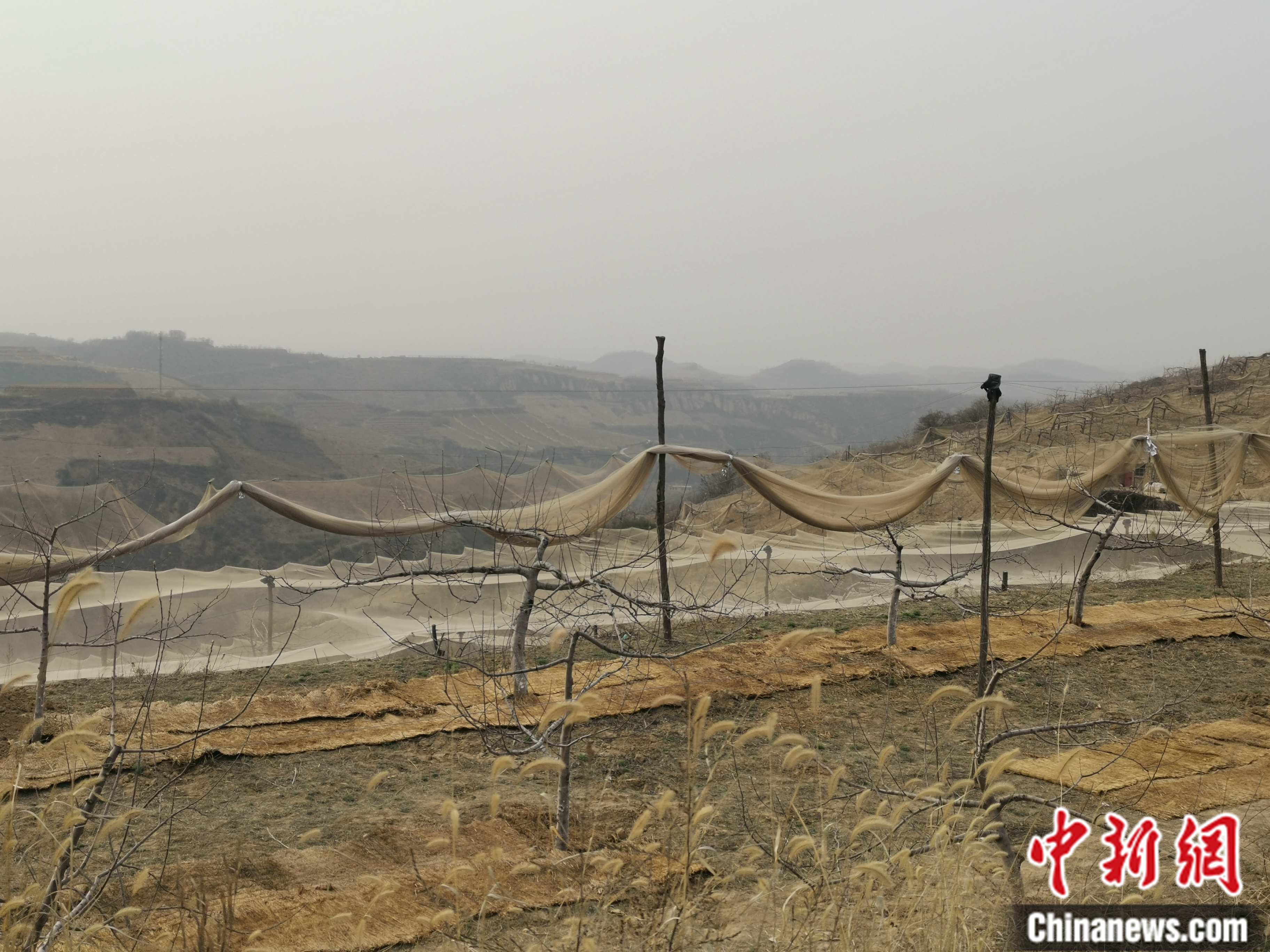 陜西省延安市寶塔區(qū)柳林鎮(zhèn)麻塔村蘋(píng)果園。 <a target='_blank'  ><p  align=