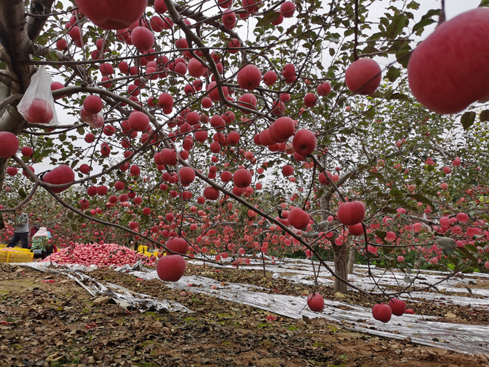 延安蘋(píng)果。來(lái)源：柳林鎮(zhèn)果技站供圖。