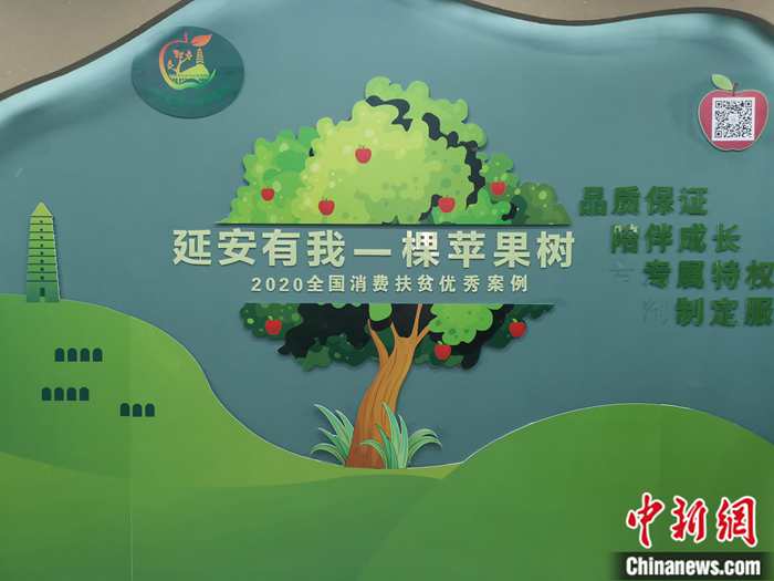 “延安有我一棵蘋(píng)果樹(shù)”。<a target='_blank'  ><p  align=