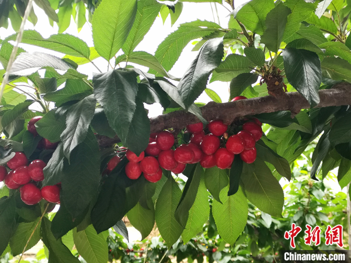 陜西省子長(zhǎng)市盛宇現(xiàn)代農(nóng)業(yè)示范園內(nèi)，櫻桃鮮艷欲滴。<a target='_blank'  ><p  align=
