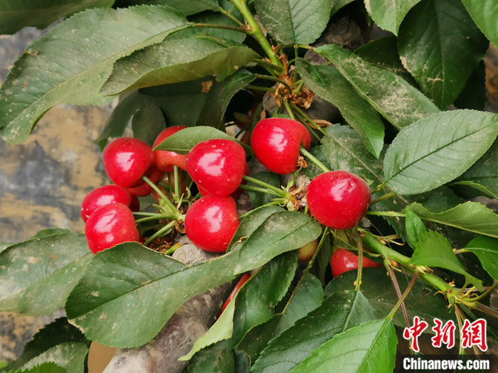 陜西省子長(zhǎng)市盛宇現(xiàn)代農(nóng)業(yè)園區(qū)內(nèi)，櫻桃鮮艷欲滴。<a target='_blank'  ><p  align=